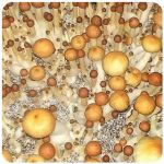 Псилоцибиновые (галлюциногенные)  грибы Psilocybin "Golden Teacher" в Мантурово
