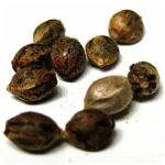 Семена марихуаны АК-47  (Seeds AK-47) в Мантурово